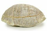 Colorful Inflated Fossil Tortoise (Stylemys) - South Dakota #373007-9